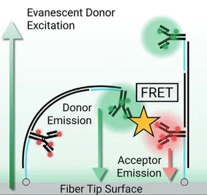Rapid, Sensitive Detection of Protein Biomarkers in Minimally-Processed Blood Products with a Monolithic Sandwich Immunoassay Reagent